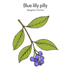 Poster - Scented satinash or blue lilly pilly Syzygium oleosum , edible and ornamental plant