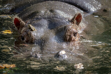 A Hippo Swimming In The Water With Eyes And Ears Showing