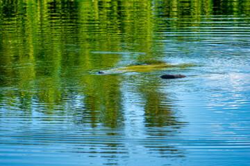 Poster - Crocodile emerging from the swamp, Florida Everglades.