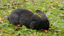 Black Rabbit On A Meadow Eating A Carrot On A Sunny Day In Summer