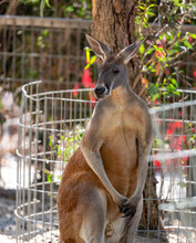 Beautiful Kangaroo Looks Aside. Brown Kangaroo Standing On The Ground Surrounded By Branches With A Blurry Background. The Red Kangaroo Is The Largest Of All Kangaroos, The Largest Terrestrial Mammal