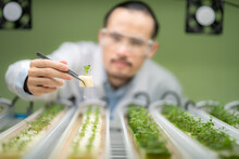 Professional Agriculture Scientist Working To Research On A Organic Vegetable Plant In Laboratory Greenhouse , Development Of Smart Technology For Hydroponic Growth Farming Indoor Vertical Farm