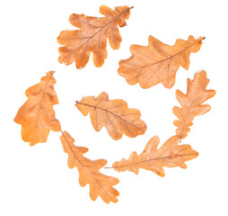 autumn oak leaves on a white background