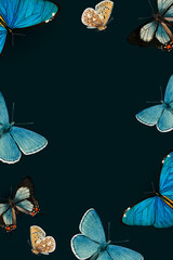 Wall Mural - Blue butterflies patterned on black background vector