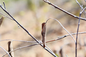 Closeup shot of dried leaves on a tree