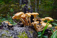 Armillaria Mellea. Edible Mushroom. Specimens Of Honey Mushroom Growing In Clusters On An Old Tree In The Forest.  