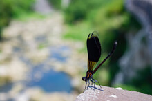 Soft Focus Of A Damselfly Perched On A Rock With Raised Abdowmen