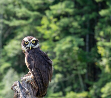 Portrait Of A Cute Spectacled Owl Perched On A Tree Stump In A Park