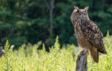 Poster - Portrait of a Eurasian eagle owl perched on a tree stump in a park