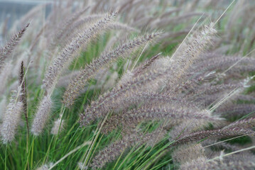 Sticker - Closeup shot of sweetgrasses growing in a field