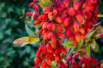 Sticker - Red Berberis vulgaris Fruits on branch in autumn garden, close up, macro. Red Ripe  European barberry berries ready for harvesting.