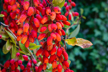 Sticker - Red Berberis vulgaris Fruits on branch in autumn garden, close up, macro. Red Ripe  European barberry berries ready for harvesting.