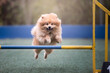 German spitz agility dog jump