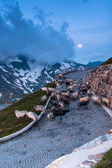 Poster - High Alpine Panoramic Road in Grossglockner Austria Alps Mountains