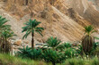Oase in einem Canyon im Sinai Gebirge  in Ägypten