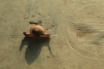 Snails walking or creeping in the nature of slime creatures on the cement floor that are abundant in the rainy and early winter seasons are devastating to farmers' crops and many crops.