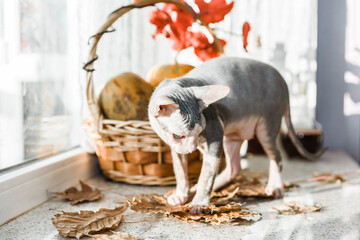 Wall Mural - Scary young don sphinx cat sitting on a windowsill in front of basket with pumpkins as autumn and Halloween concept