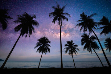 Wall Mural - landscape view of milky way in night sky over coconut trees on beach. camping and outdoor travel.