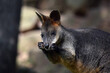 Swamp Wallaby in Tree Shadow Eating Branch
