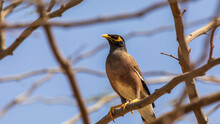 One Mature Mynah Stands On A Tree