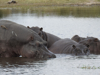 Wall Mural - Closeup shot of hippopotamuses in a lake in the Nature Parc KWAI in Botswana