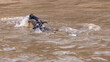 Ein Nikrokodil hat im Mara River  ein Gnu erfasst und zieht es unter Wasser
