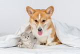 Fototapeta Psy - Adult Pembroke Welsh Corgi dog and gray kitten sit together under warm blanket on a bed at home