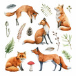 Fox animal watercolor illustration set. Wild cute fox sit and stand elements. Forest animal and herb collection. White background. Red foxes and forest natural floral elements set