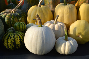 Poster - White pumpkins harvest