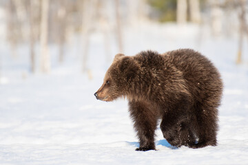 Wall Mural - Young brown bear is walking on a snowy bog in Finland near Russian border