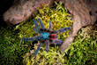 Martinique pinktoe tarantula Caribena versicolor