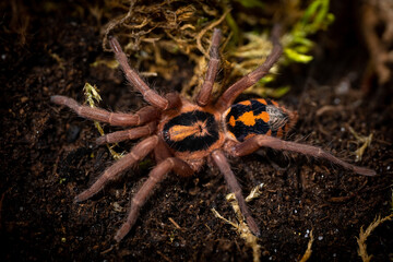 Pumpkin patch tarantula hapalopus formosus