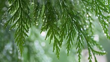 Close Up Of A Cedar Tree Covered With Wet Drops