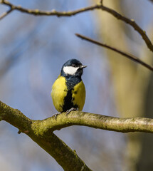 Wall Mural - great tit (Parus major) bird on branch