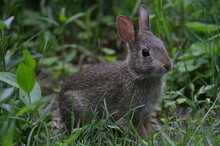 Rabbit In The Grass.2