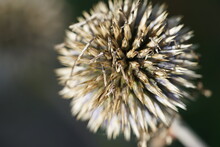 A Thistle On The Withering
