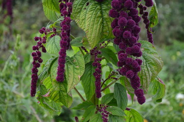 Wall Mural - Amaranth is cultivated as leaf vegetables, cereals and ornamental plants .