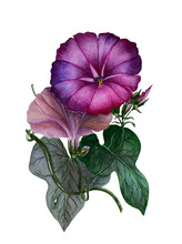 The Watercolor Illustration Depicts Beautiful Lilac Morning Glory Flowers. Can Be Used As Romantic Background For Wedding Invitations, Greeting Postcards, Prints, Textile Design, Packaging Design