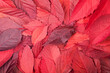 Background of red fallen autumn leaves. Leaves of parthenocissus quinquefolia, or virginia creeper, or victoria creeper, or five-leaved ivy, or five-finger.