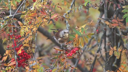 Wall Mural - The fieldfare jumps on the branches of the mountain ash, picks a ripe red rowan berry and flies away. Wild bird in autumn nature.
