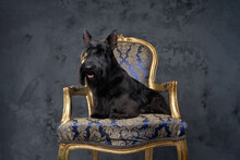 Adorable Scottish Terrier Dog Sitting On Luxurious Armchair