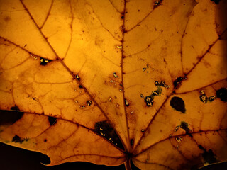 Wall Mural - colorful autumn leaf in macro for background. background in autumn colors.