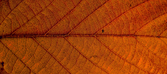 Wall Mural - colorful autumn leaf in macro for background. background in autumn colors.