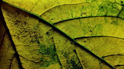Wall Mural - colorful autumn leaf in macro for background. background in autumn colors.