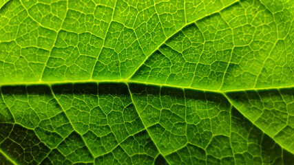 Wall Mural - colorful autumn leaf in macro for background. background in autumn colors.