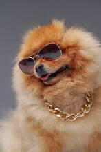 Fluffy Pomeranian Dog With Golden Chain And Sunglasses