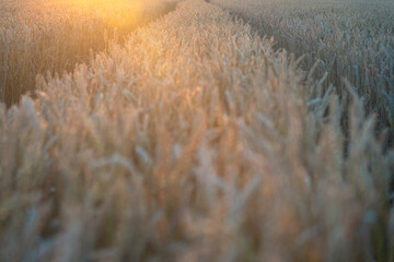 Poster - Background of ripening ears of meadow wheat field on a sunny day