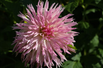 Pink fresh dahlia flower  in an autumn botanical garden