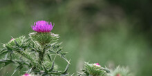 Thistle Flower Close-up, Blurred Background