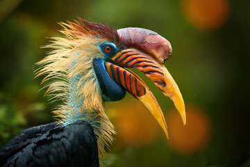 Portrait of extraordinary bird with huge, orange and red striped  beak, blue head.  Knobbed Hornbill, Aceros cassidix. Bird of Sulawesi. 